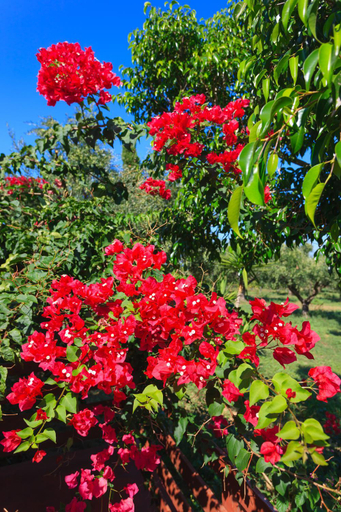 Others 4, Lithies Organic Farm, Ionian Islands