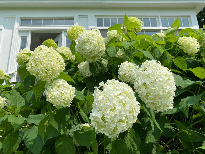 Others 4, Bloom Farm Guesthouse, Otsego