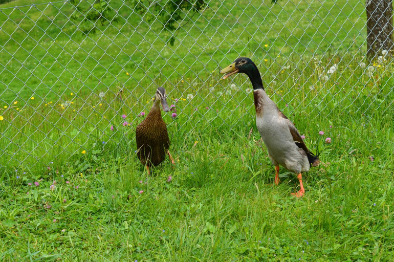 Others 4, BnB-Blomberg, Toggenburg