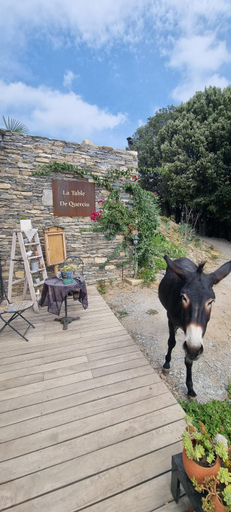 Food & Drinks 3, Domaine COLONNA SANTINI ,Chambre d hotes Piscine, Spa, Haute-Corse
