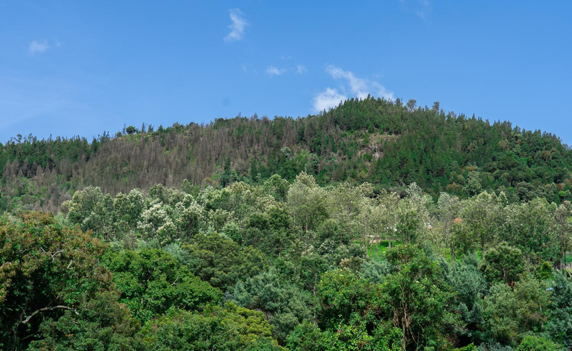 Others 4, Radosri, The Nilgiris