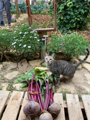 Others 5, The Burrow Dalat, Đà Lạt