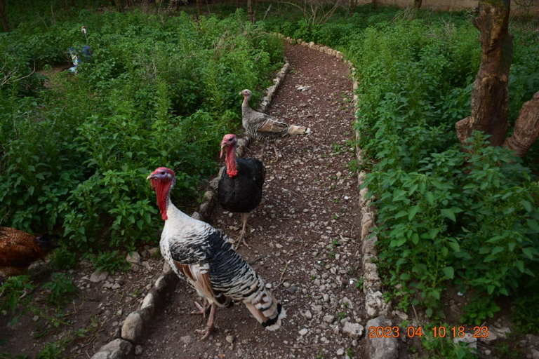 Others 5, Mwi Village House, Monduli