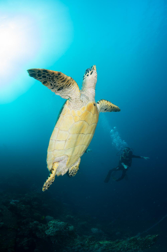 Sports and activities 3, Bali Dive Resort Amed, Karangasem