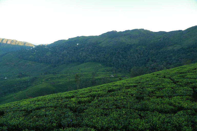 Others 5, The Nirvana Resort Munnar, Idukki