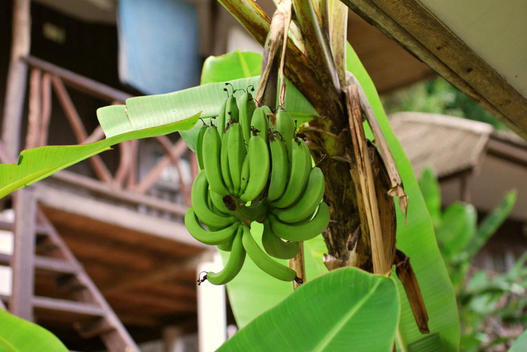 Food & Drinks 4, Green Canyon Hotel, Ko Samui
