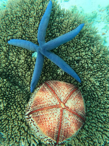 Others 5, Balma Beach Inn, Mulaku Atoll