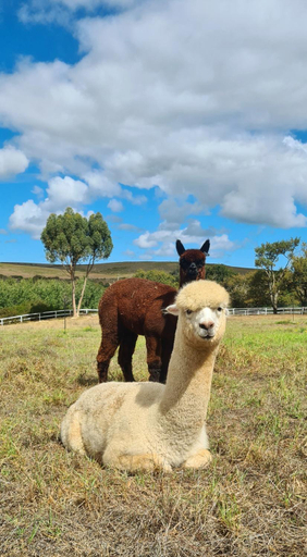 Others 5, White Water Farm, Overberg