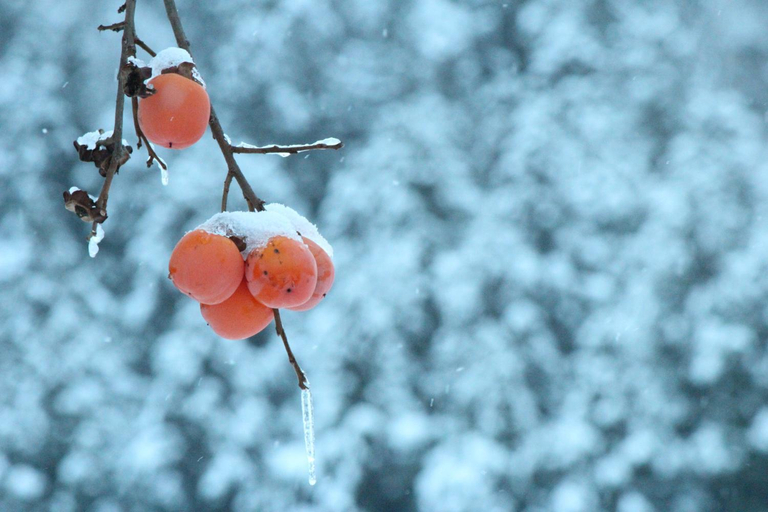 Food & Drinks 3, Nozawa Dream, Nozawaonsen