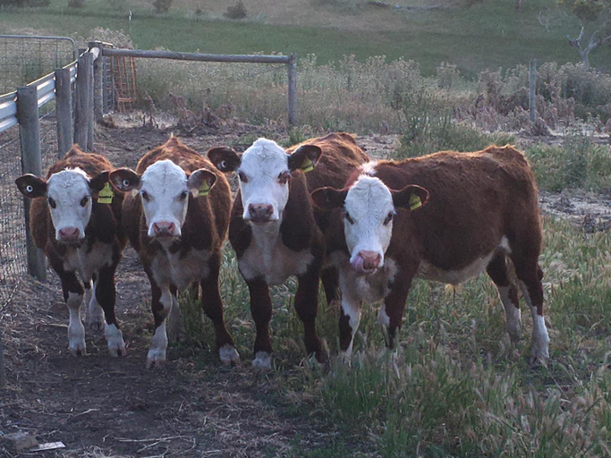 Others 5, Morella Farmstay, Yankalilla