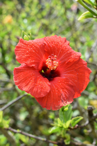 Others 5, Hibiscus Bed & Breakfast, Western Bay of Plenty