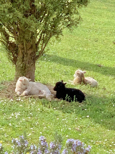 Others 2, Domaine Jean-Got, proche de Saint Emilion, Gironde