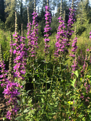 Others 5, Domaine du Plessis, Val-d'Oise