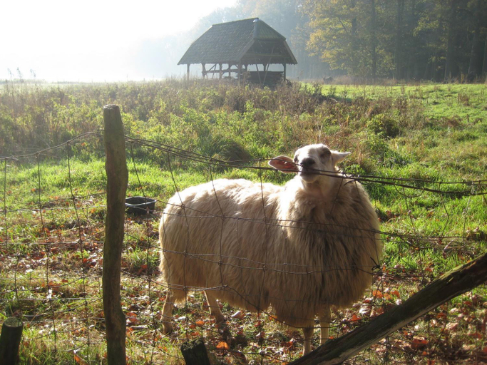 Others 5, The Farmer's Daughter, Venray