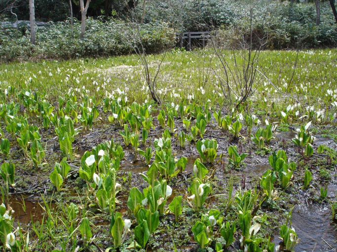Others 5, Yudanaka Yasuragi, Yamanouchi