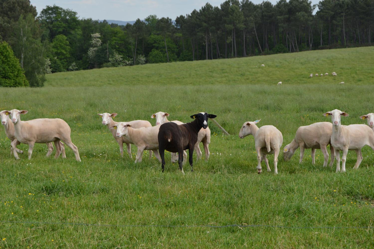 Others 5, Domaine de Chantegros, Dordogne