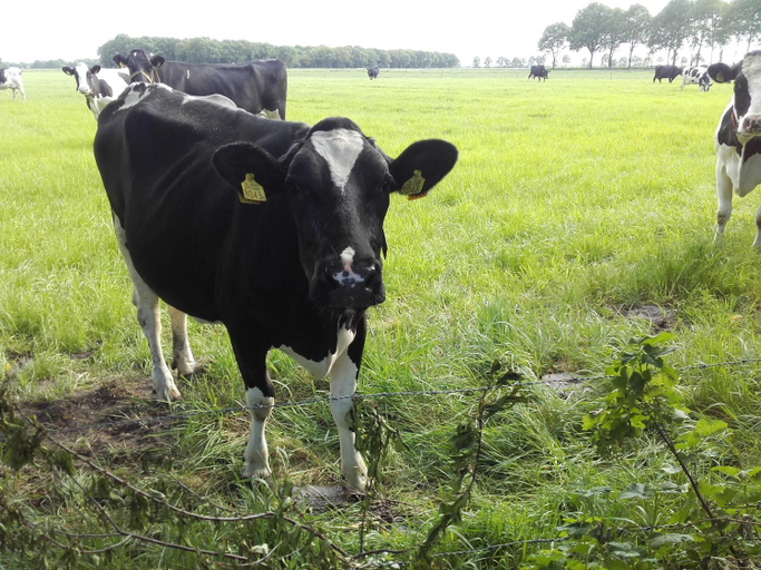 Others 5, De Oude Smederij, Coevorden