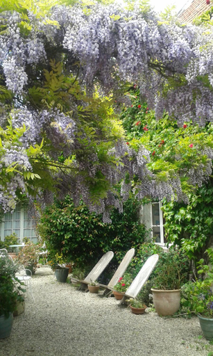 Others 3, la glycine, Calvados
