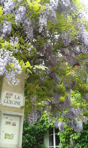 Others 2, la glycine, Calvados