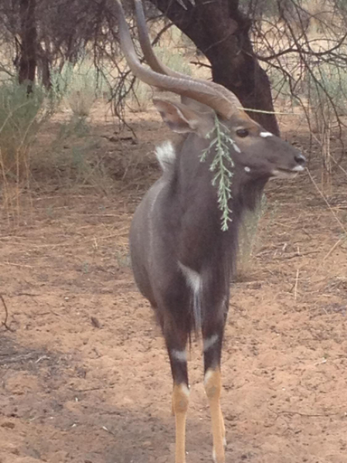 Others 4, Ibenstein Safaris, Windhoek Rural