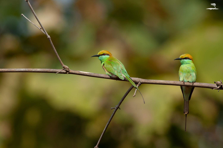 Others 5, Red Earth Tadoba , Chandrapur