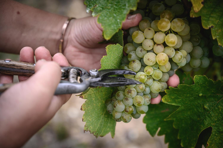 Others 2, Vignoble Chateau Piegue - winery, Maine-et-Loire