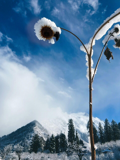 Others 4, Zevibes Cafe & Homestay, Kullu