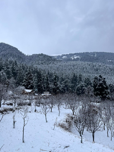Others 5, Zevibes Cafe & Homestay, Kullu