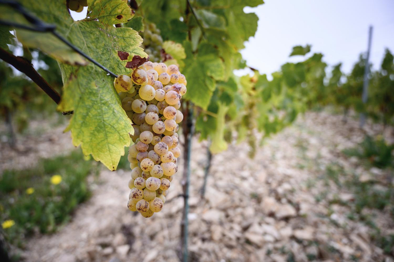 Others 4, Vignoble Chateau Piegue - winery, Maine-et-Loire
