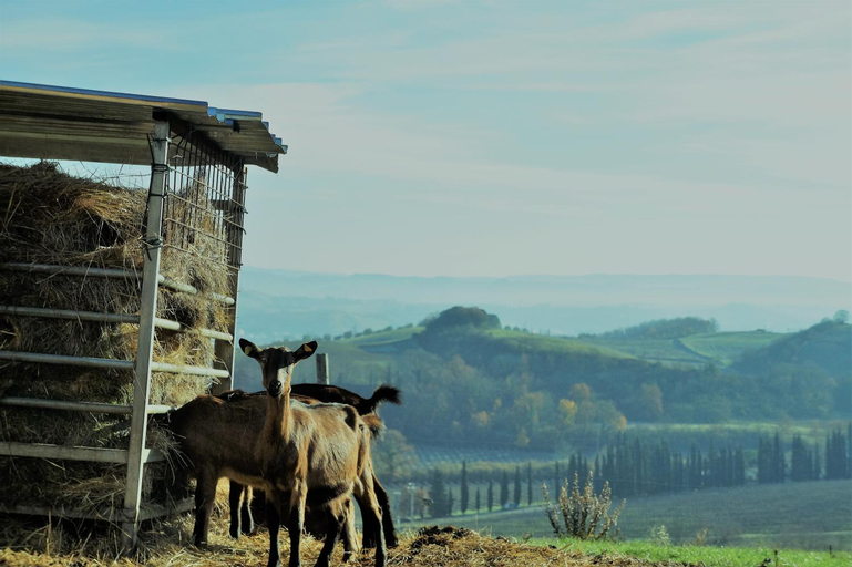 Exterior & Views 5, Agriturismo Fattoria le caprine, Florence