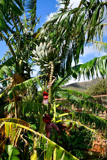 Garden 2, Villa Kore Elafonissi, Crete