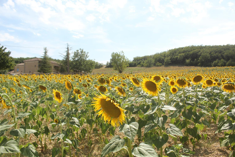 Others 3, Domaine de la Couderquie, Tarn