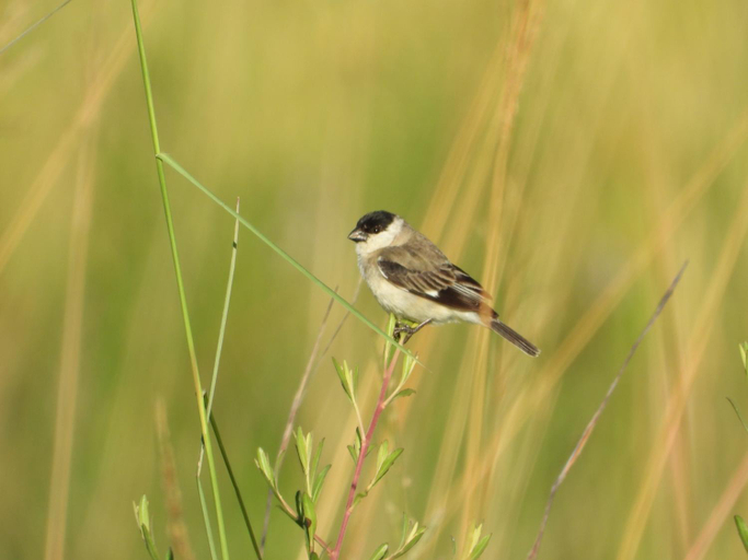 Others 5, Ibera Birding Lodge Guest House, San Miguel
