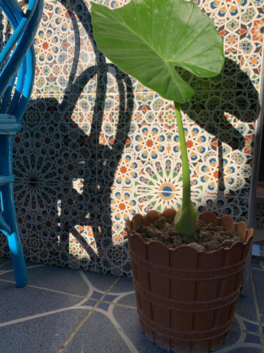 Others 5, Beach House, Tanger-Assilah