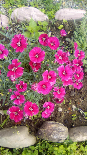 Others 5, natia, Telavi