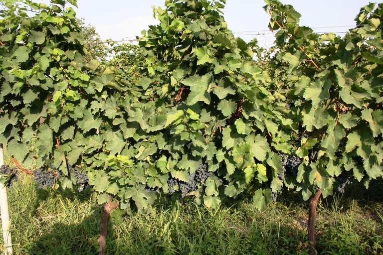 Others 4, Shaloshvili's Cellar Hotel, Kvareli