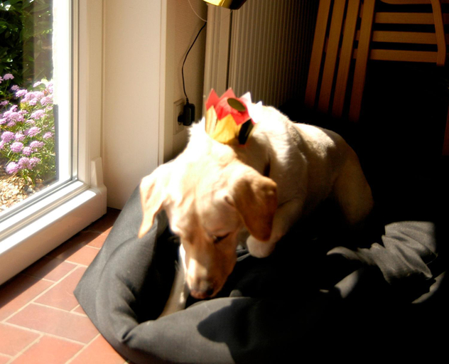 Others 4, Henne Strand Ferie Accommodation, Varde