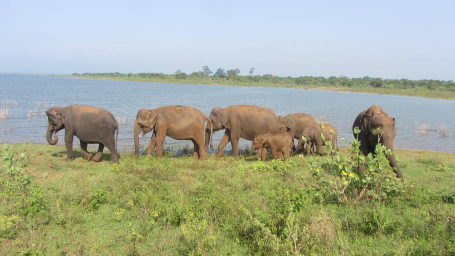 Others 4, Ladja Beach Resort, Ambalanthota