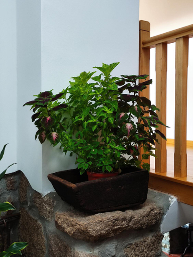 Others 4, Zimao Garden House, Vila Pouca de Aguiar