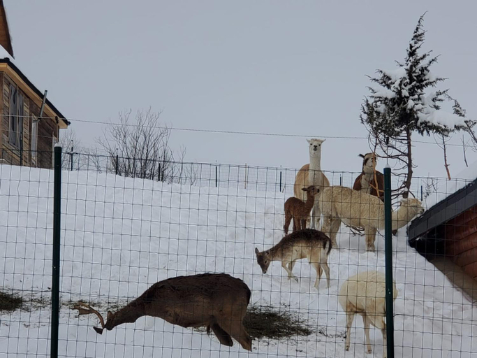Others 4, Domeniul Valea Lupilor, Fundata