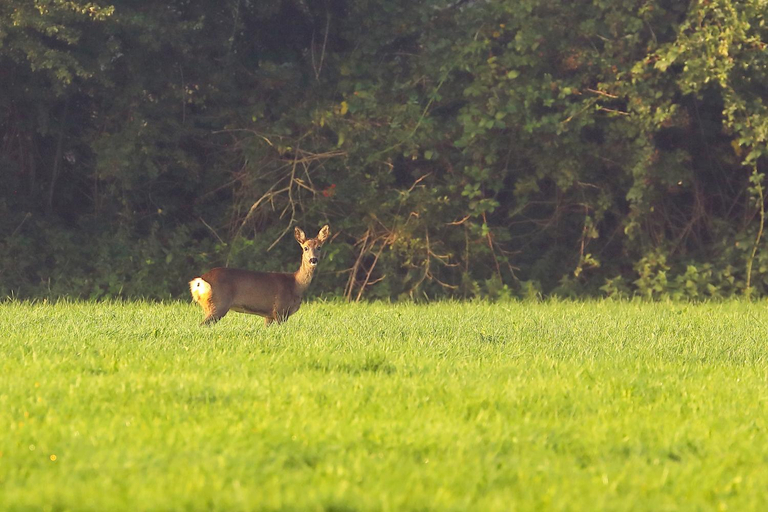 Others 5, Natuurhuisje 't Poepekrus, Achtkarspelen