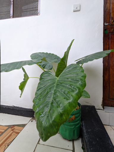 Others 3, Zanz 14 Beach Bungalow, Kaskazini 'A'