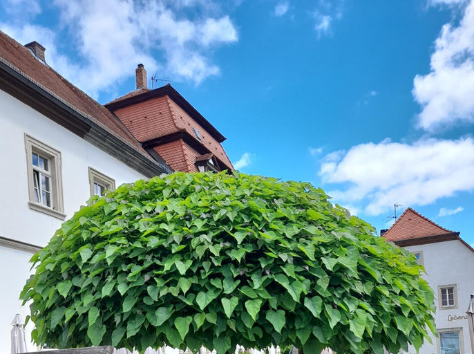 Others 5, Gastehaus Leonie, Bamberg
