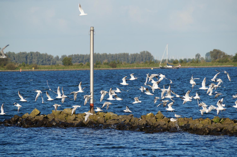 Others 5, B&B Logeren bij de burgemeester, Middelharnis