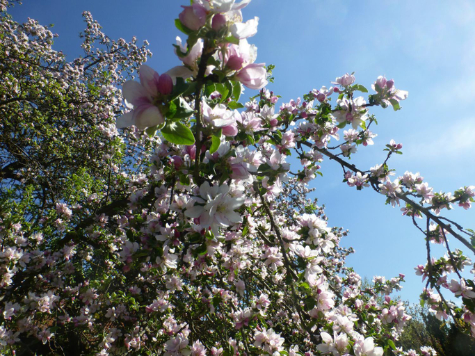 Others 5, Apfelbluete und Paradies, Forchheim