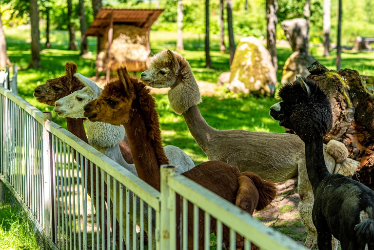 Others 5, Taujenu dvaro sveciu namai, Ukmergės