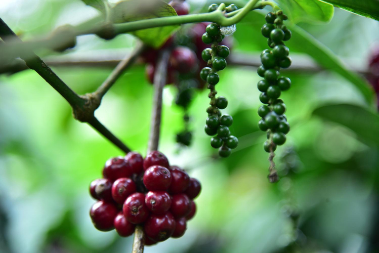 Others 4, Madhuvana Homestay coorg, Kodagu