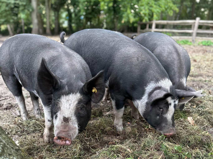 Others 2, The Butchersfarm, Ter Aar