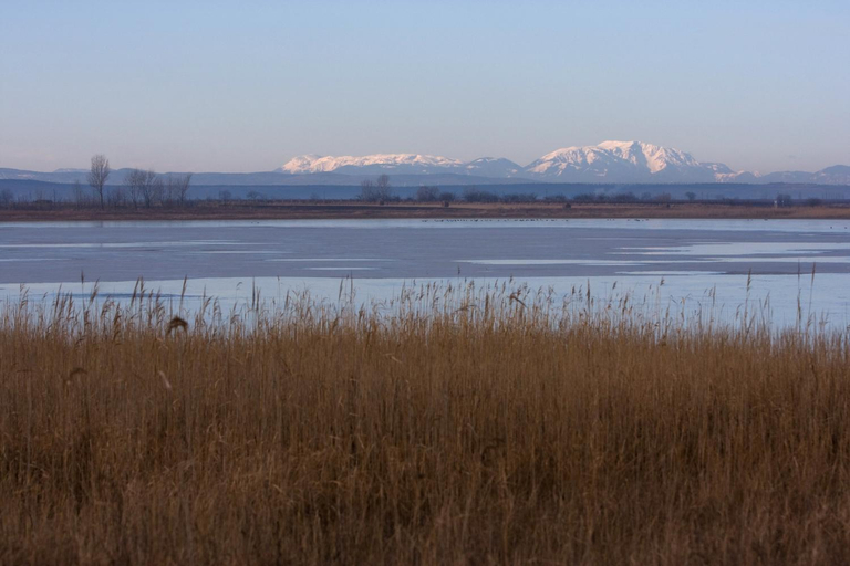 Others 4, SCHEIBER Wein & Gastehaus, Neusiedl am See