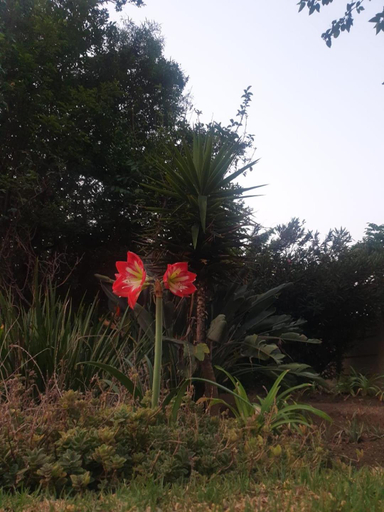 Others 5, Emma's BNB, Ekurhuleni
